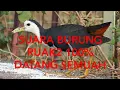 SUARA BURUNG RUAK2 100% DATANG SEMUAH
