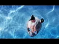 CRO - Whatever (Official Version)