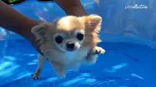 Just Keep Swimming 🐠 | Animals Unscripted