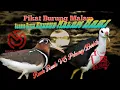 Download Lagu suara pikat burung malam burung pekung/Berkik dan burung ruwak ruwak #pikat #jaringmalam #pikatjitu