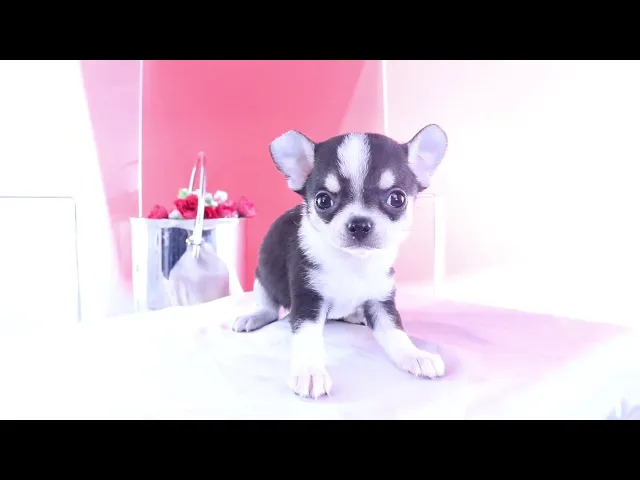 動画