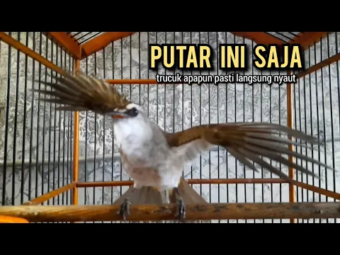 Download MP3 trucukan ropel panjang TARUNG PANCINGAN TRUCUKAN agar bunyi JADIKAN burung trucukan gacor EMOSI