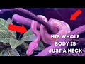 First 90 days with a Ball Python - What I Learned Care Guide Tips