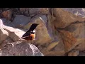 Mocking Cliff Chat mimicking other birds