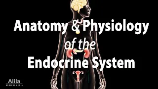 Anatomy & Physiology of the Endocrine System, Animation with Quizzes. See Description for Chapters.