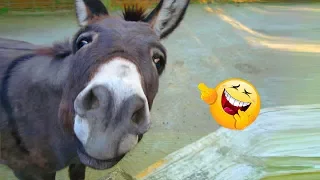 Download Funniest 😂 Donkey 🐴 Video Compilation Ever! ｜2019 MP3