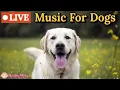24 Hours of Dog Music Calming Music for Dogs Soothing Music for Stress Relief Separation Anxiety