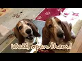 November Bark Box
