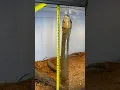 KING COBRA Standing Tall