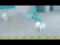 Download Lagu Baby Girl Is Being Raised By Six German Shepherds | The Dodos, Iyf