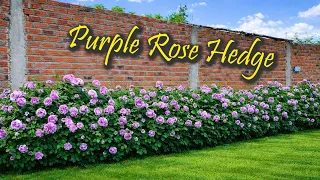 I will plant purple roses to decorate the brick wall