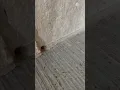 Wolf Spider Fire Ants Black Widow Wasps