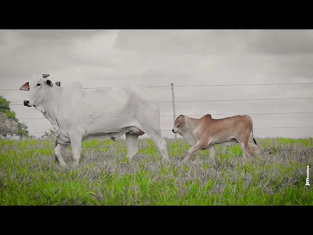 Matriz Nelore MMAR - 3509