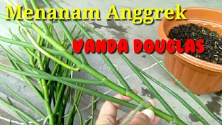 menanam anggrek vanda dougkas how to grow the vanda douglas orchid 