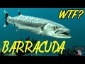 Lagu Ooooooooo...Barracuda! (What's That Fish?)