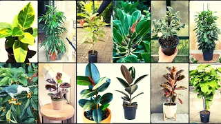 FICUS VARIETIES - Plants Weekly