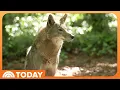 Fewer than 20 red wolves are left Inside the fight to save them