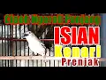 Download Lagu Cipoh Sirtu Ngeroll Panjang Isian Kenari \u0026 Prenjak