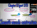 Smooth muscle contraction and relaxation - chapter 8 part