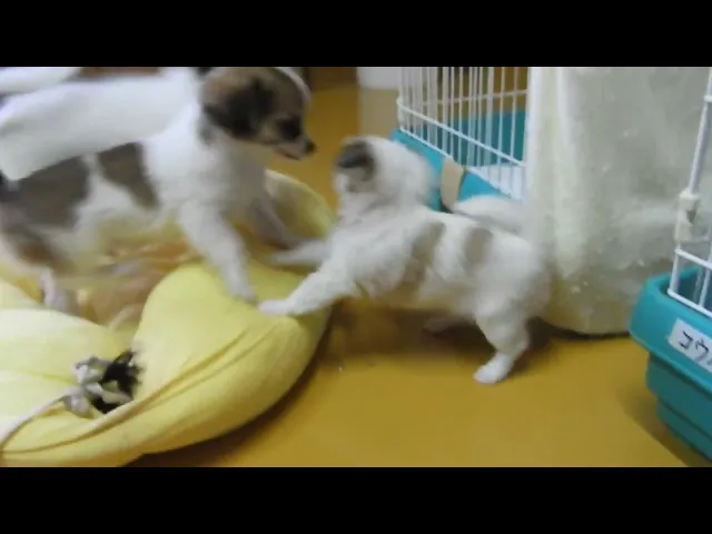 動画