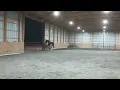 Cheery Acres April 2023 - In Hand Dressage Brandi Sturdivant Kupid Shuffle