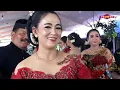 Download Lagu PERTELON KEMUNING // NGUDI LARAS