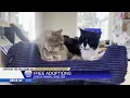 Chico Animal Shelter holding free adoption event