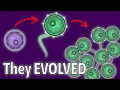 Abyssal Genesis - An EvoLife Evolution Saga