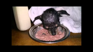 Little man gets a second chance
