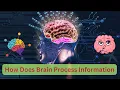 How Do Our Brains Process Information The Science of Cognition 6 Minutes