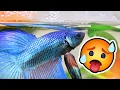 What Temperature should a Betta Tank be IS YOUR BETTA WATER TOO HOT