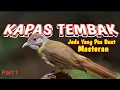 Download Lagu MASTERAN BURUNG KAPAS TEMBAK | masteran burung tembakan ngerol