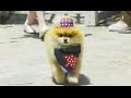 Pet Safety - 4th of July Pet Party and Summer Tips by Petco
