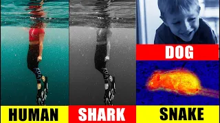 كيف ترى الحيوانات العالم 