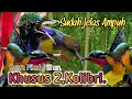 Lagu SUARA PIKAT KOLIBRI NINJA DAN KOLIBRI WULUNG. SUDAH JELAS AMPUH..