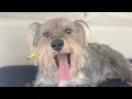 Mini Schnauzer Rescue - The Good The Bad The Hilarious