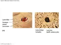 Anatomy and Physiology Chapter 6