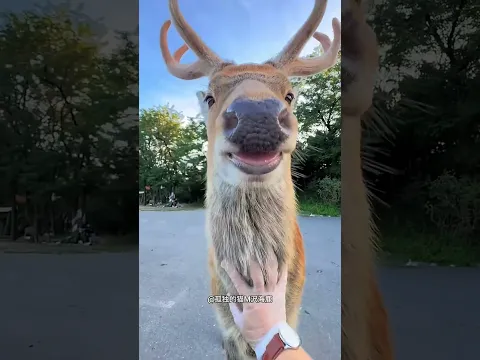Garoto Gentil Ajudou a Coçar o Cervo Fofo 🦌❤️
