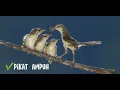 Download Lagu suara pikat ter ampuh burung ciblek sawah ribut anakan sama indukan