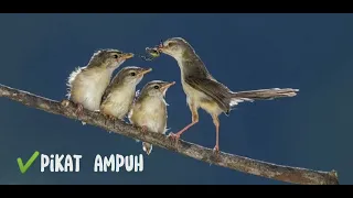 suara pikat ter ampuh burung ciblek sawah ribut anakan sama indukan