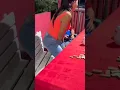 Download Lagu someone put ice in boobs and pussy #bigo live no bra no panty challenge wetlook