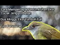 Download Lagu Cara Menumbuhkan Ekor Cucak Jenggot Dengan Cepat dan Rapi