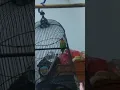 Lagu Lovebird isian - cucak jenggot,kenari,prenjak,kapas tembak dll