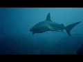 THE HARD TARGET : Angelina Jolie | New Action Movie 2026 | Full Movie 4K #actionmovies