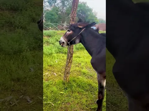Funniest Donkey Ever Donkey Training the fun way 269