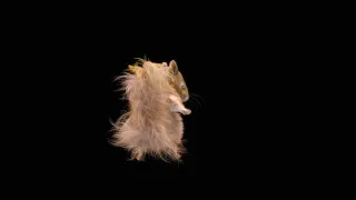 همه چیم یار یار قربون تو وای وای  همه چیم یار یار قربون تو وای وای