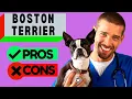 Boston Terrier Pros Cons Should You Get a Boston Terrier Watch To Find Out