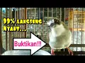 Download Lagu suara call\u0026 perangsang opior paruh tebal bahan biar mau bunyi
