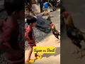 Download Lagu Ayam vs Bocil