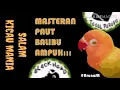 Download Lagu Masteran Burung Lovebird Paut Balibu AMPUH!!! jeda rapet !!!